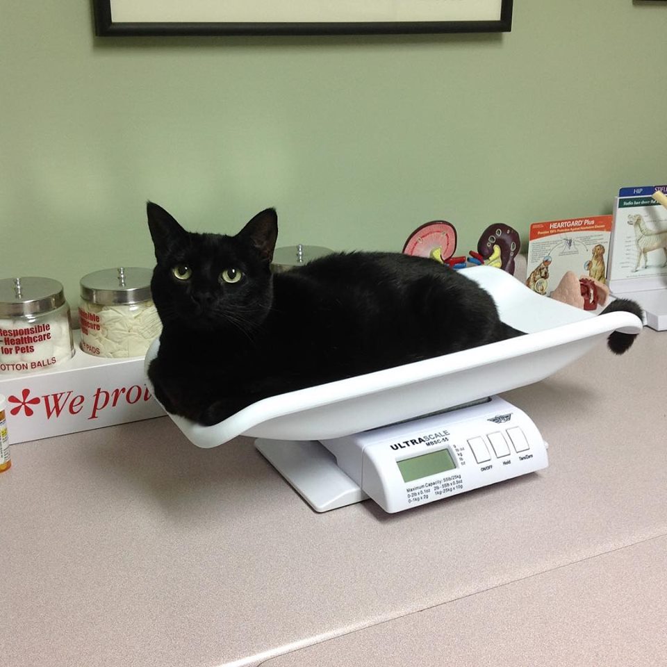 Cat being weighed