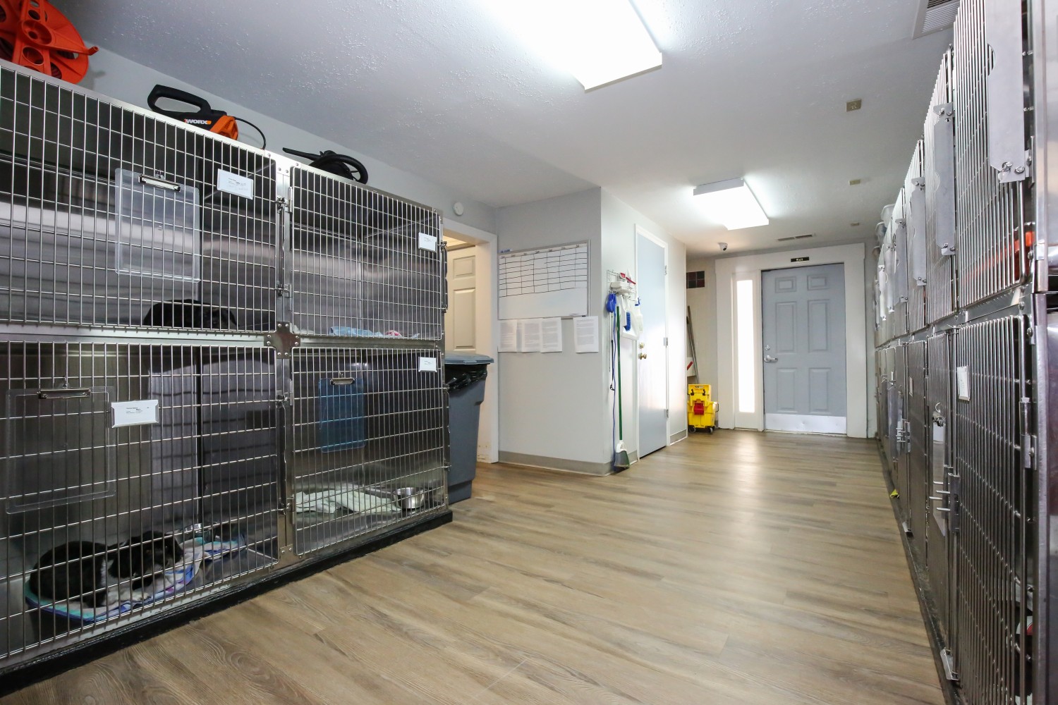 Canine Boarding Kennel 2